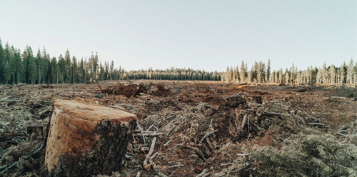 Déforestation dans un paysage de conifères - ESG Act