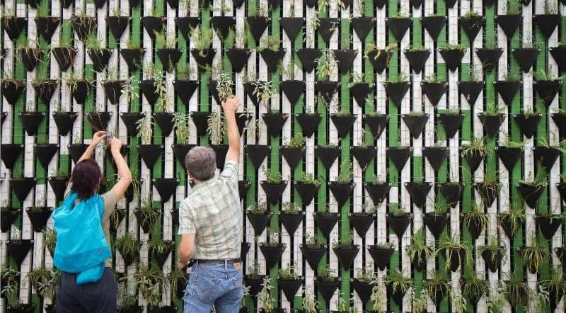 Deux personnes construisant un mur végétal