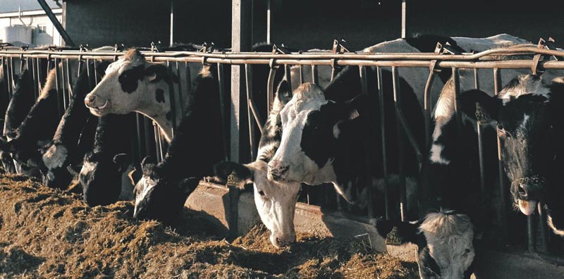 Vaches de race Holstein dans une stabulation
